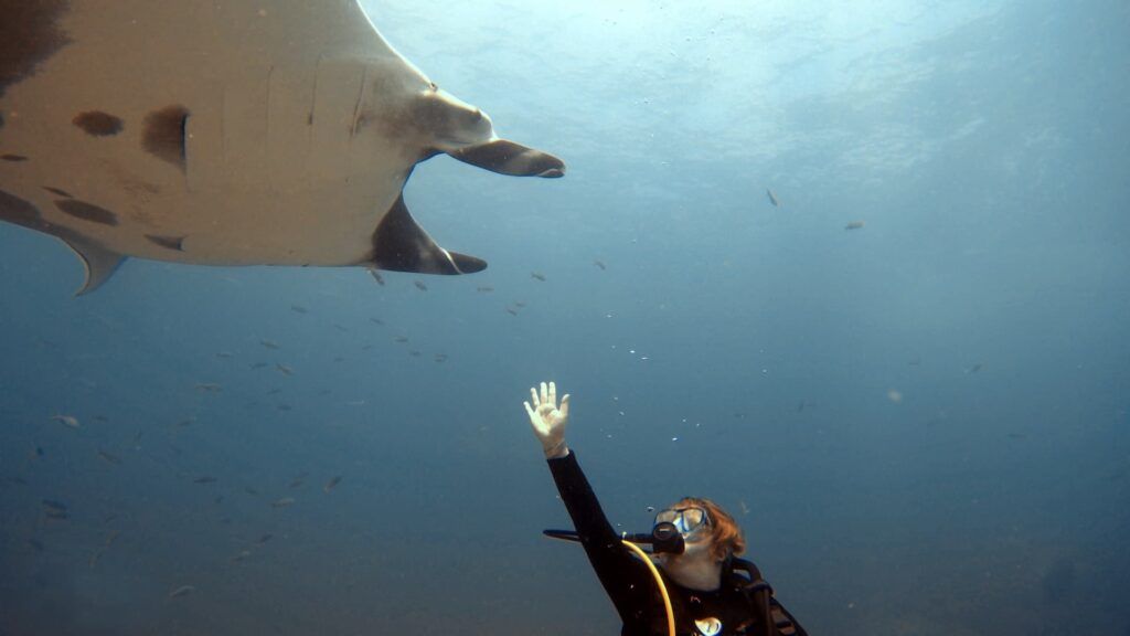 A diver approaching a manta ray in Catalinas islands