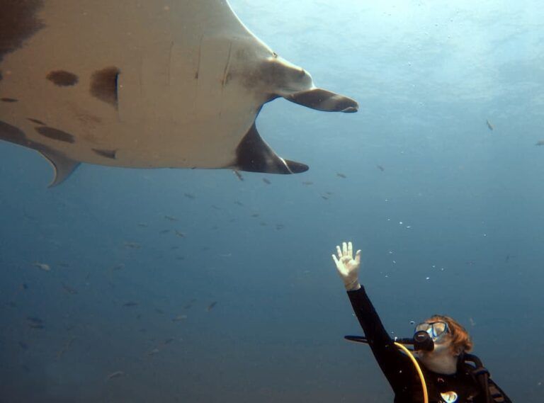 A diver and a manta ray facing each other during a fun dive in Catalinas islands