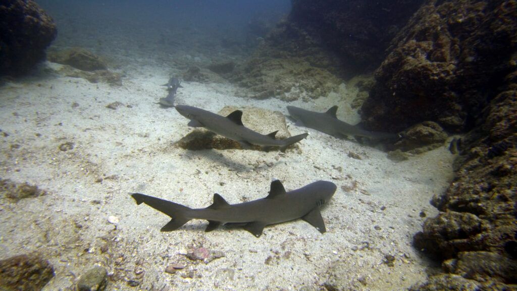 tiburones de arrecife de punta blanca vistos en las islas catalinas