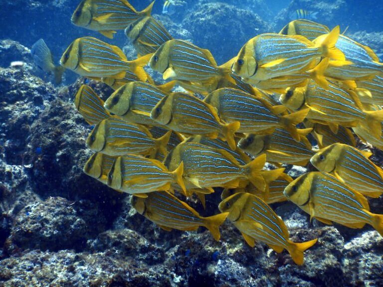 Escuela de peces de rayas amarillas, negras y azules nadando juntos en las Islas Catalinas