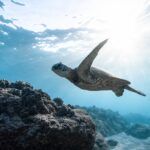 sea turtle underwater
