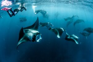 Many manta rays swimming together with a diver