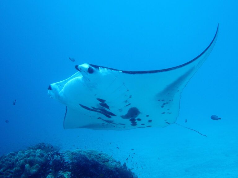 A large manta ray swimming in Catalinas Islands