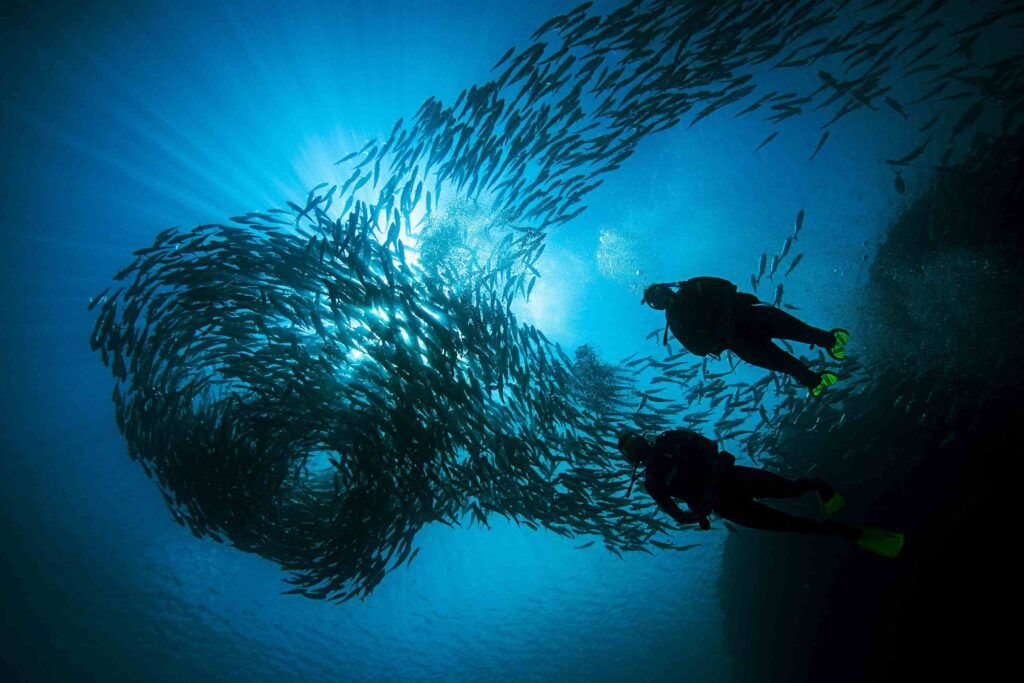 two divers crossing a large school of fish