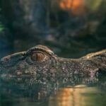 a crocodile in an estuary