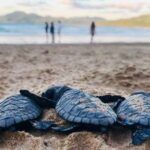 baby sea turtles on a beach