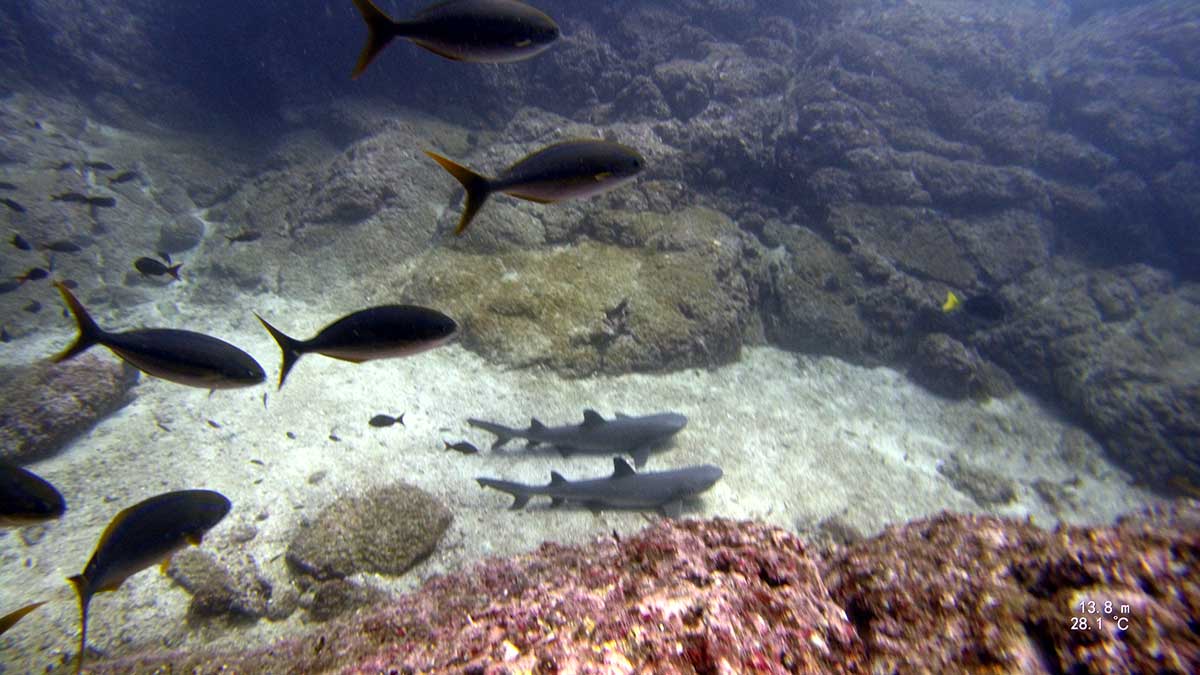 Clasico dive site Catalinas islands Costa Rica