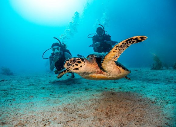 two divers observing a sea turtle
