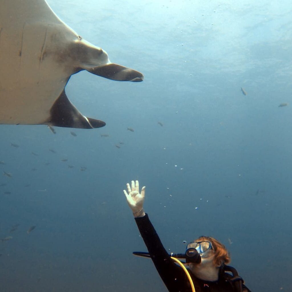 A diver approaching a manta ray