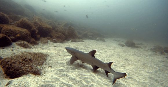 a white tip shark taking a nap underwater