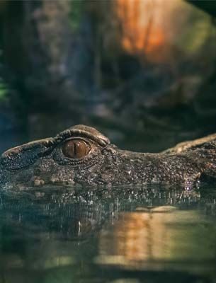 a crocodile in an estuary