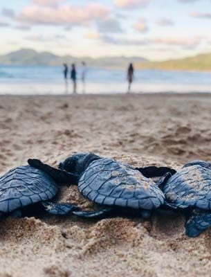 baby sea turtles on a beach